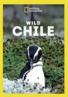 Дикая природа Чили/Wild Chile